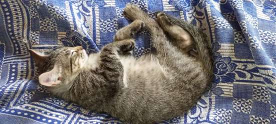 Котята в добрые руки в Рязани