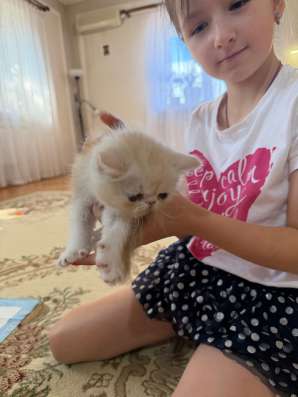 Котята экзоты в Оренбурге