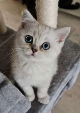 Котята шотландские страйт