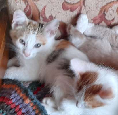 Отдам котят в добрые руки в Великом Устюге