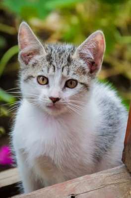 Кошечку куплю