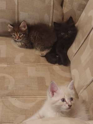 Котята домашние. Две девочки и один мальчик фото 3