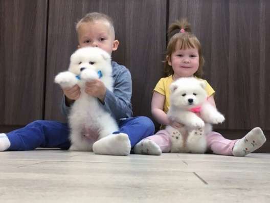 Щенята самоедской лайки