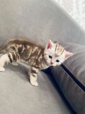 Шотландские котята в Копейске фото 5
