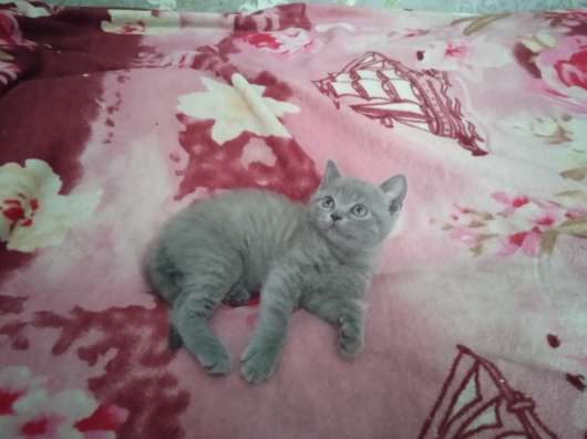 Шотландские котята фото 5