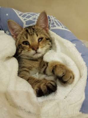 Котенок Пиратик ищет дом в Санкт-Петербурге фото 13