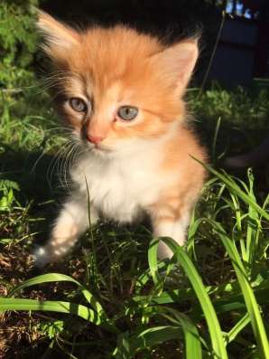 Котята сибирские в Владимире фото 5