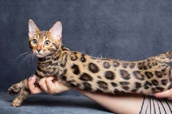 Продам бенгальских котят
