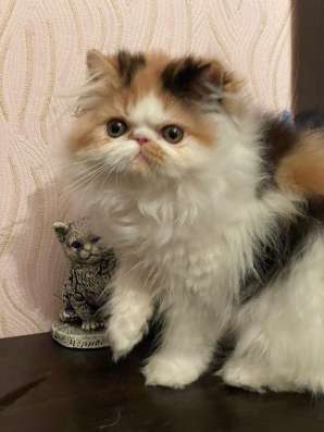 Котята Экзоты фото 6