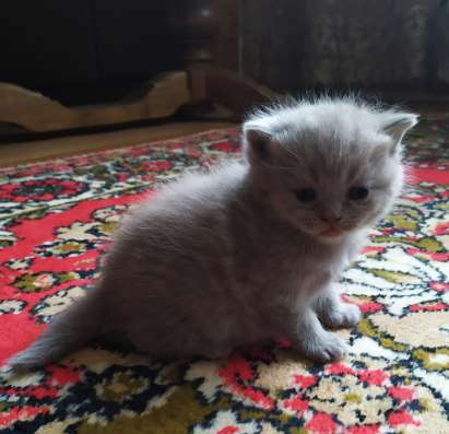 ШОТЛАНДСКИЕ КОТЯТА фото 6