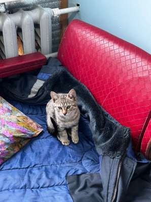 Котенок в добрые руки