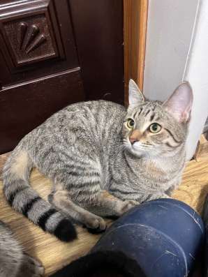 Кот в хорошие руки
