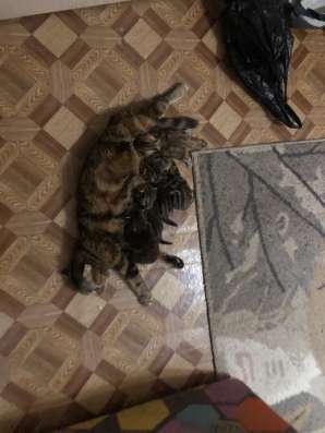 Котята шотландские в Москве фото 5