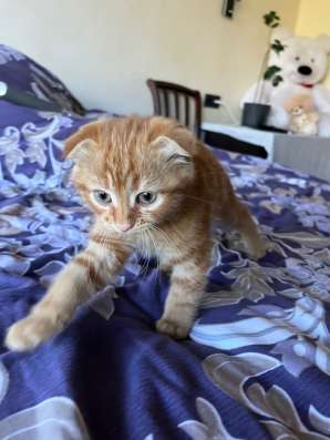 Отдам котенка в добрые руки в Шахтах