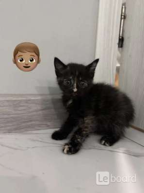 Котята в добрые руки! в Казани фото 3