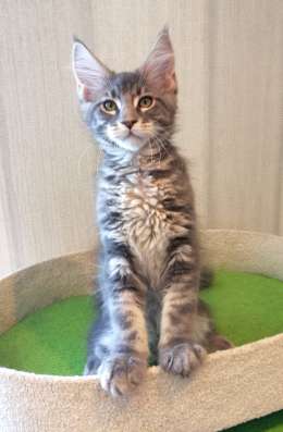 Котята мейн кун
