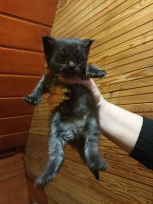 Котята полукровки МэйнКун в Братске фото 3