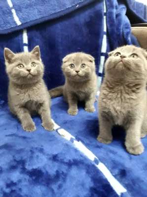 Британские котята