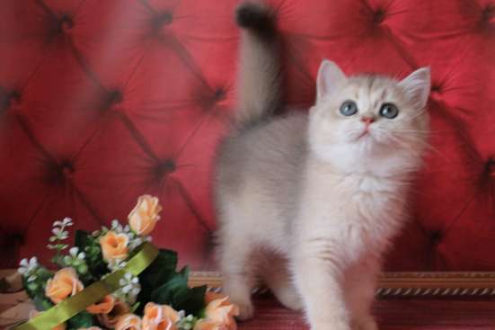 Британская шиншилла