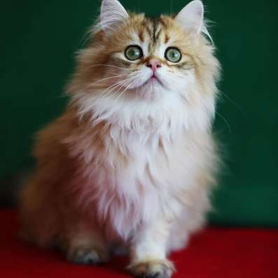 Золотой британский котенок