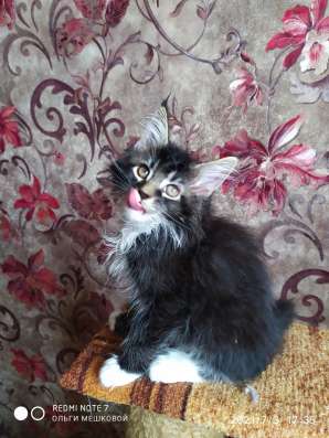 Котята Мейн Кун фото 6