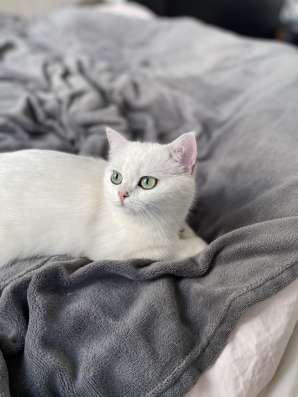 Продам кошечку, серебристая шиншилла фото 6