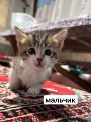 Котята в Нижневартовске фото 4