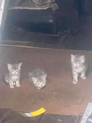 Котята в Санкт-Петербурге