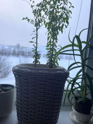 Кашпо на заказ