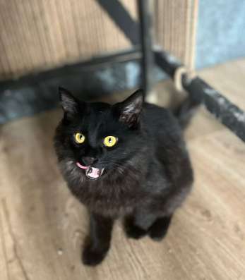 Черные котята в добрые руки в Москве