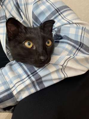 Отдам котика в добрые руки