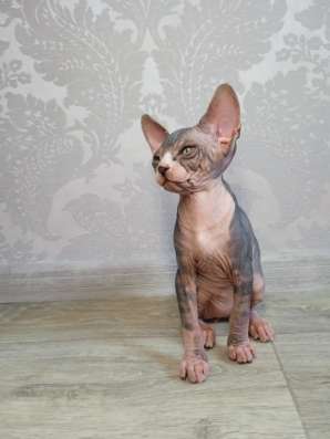 Котята Канадский сфинкс фото 10