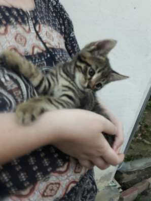 Котенок - девочка в белых носочках в добрые руки в Армавире фото 14