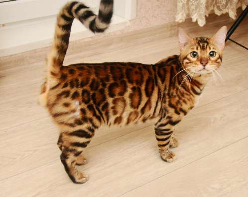 Потерялся бенгальский кот