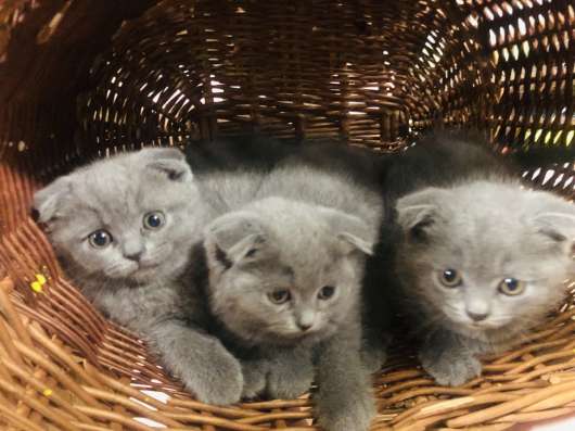 Котята британские