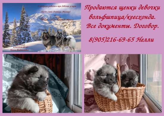 Продаю щенков кеесхонда/вольфшпица