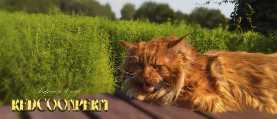 Котёнок менй кун красный солид. Шоу класс в Перми фото 3