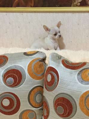 Щенки чихуахуа, продажа в Челябинске фото 3