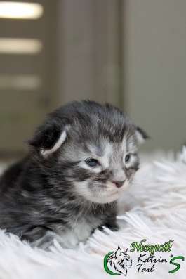 Maine Coon Male Nesquik