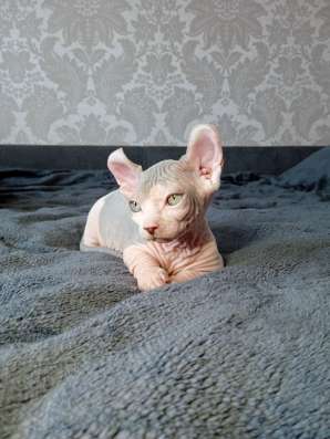 Котята канадского сфинкса (Бамбино - эльф) фото 10