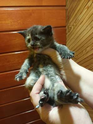 Котята полукровки МэйнКун