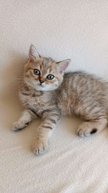 Шотландские котята фото 4