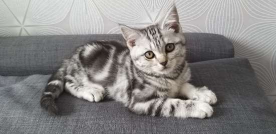 Шотландские/ британские Котята фото 3