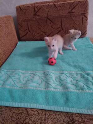 Отдам реженького котёнка(девочка)
