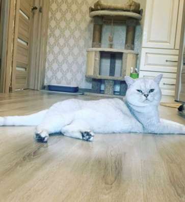 Британские серебристые котята в Москве фото 7