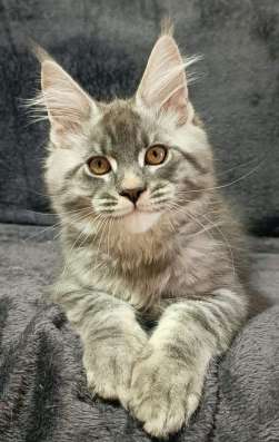 Maine Coon kittens. Home nursery фото 10