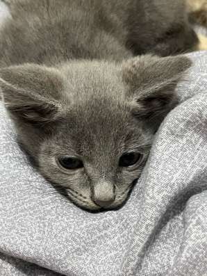 Отдам котёнка 3 месяца
