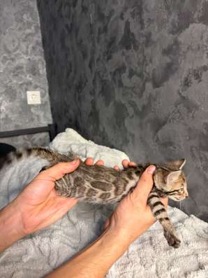 Бенгальские котята в Омске