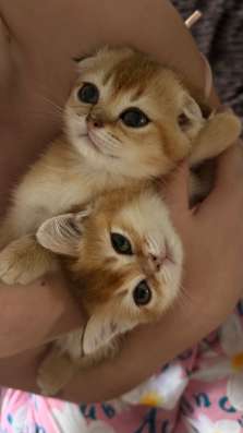 Продаётся котёнок