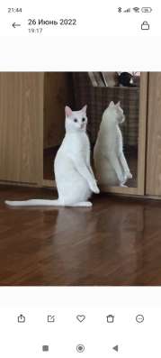 Отдам кота бесплатно в добрые руки